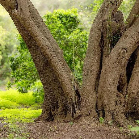 Bambu Vegueta Alquiler Por Las Palmas / Gran Canaria