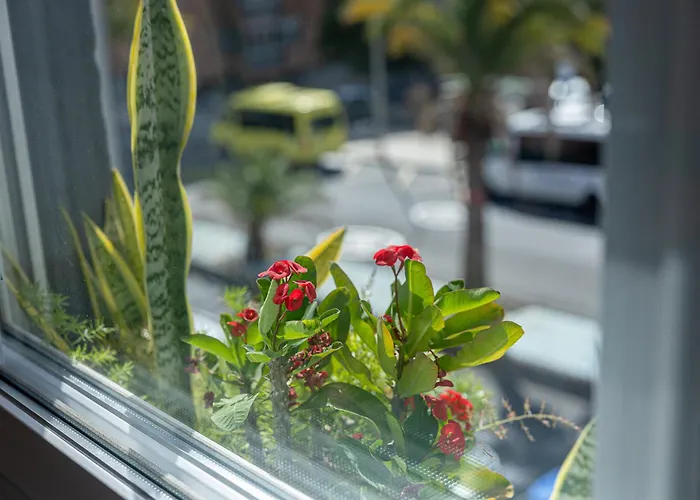 Apartamento Bambú Vegueta Alquiler Por Habitación *